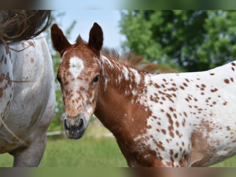 Appaloosa Stute Fohlen (04/2026) 154 cm Dunkelfuchs in Neuhausen/Spree