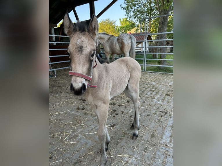 Appaloosa Stute  155 cm Buckskin in Nördlingen