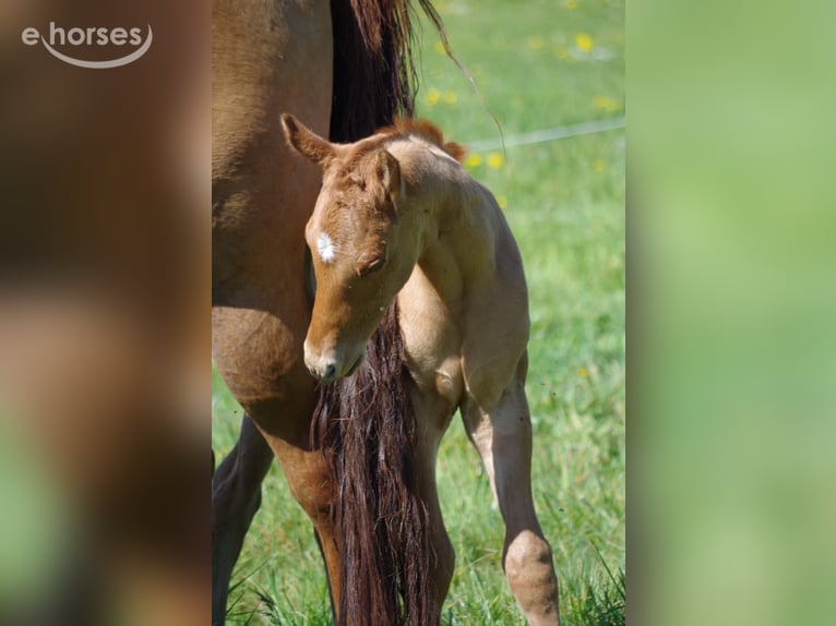 Appaloosa Stute Fohlen (04/2026) 155 cm Buckskin in Neuhausen