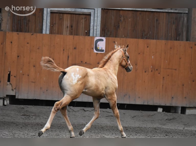 Appaloosa Stute Fohlen (04/2026) 155 cm Buckskin in Neuhausen