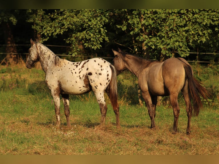 Appaloosa Stute  155 cm Dunkelbrauner in Globoko