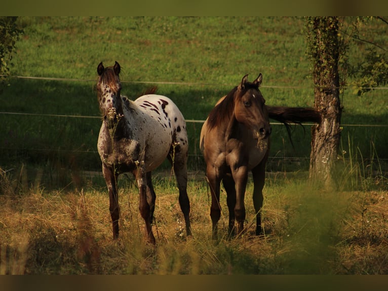 Appaloosa Stute  155 cm Dunkelbrauner in Globoko