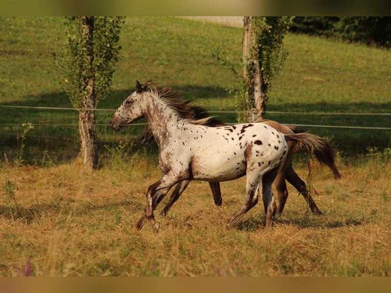 Appaloosa Stute  155 cm Dunkelbrauner in Globoko