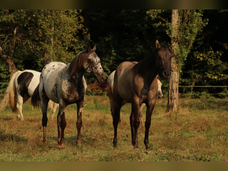 Appaloosa Stute  155 cm Dunkelbrauner in Globoko