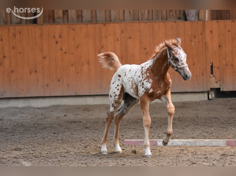 Appaloosa Stute Fohlen (04/2026) 155 cm Dunkelfuchs in Neuhausen