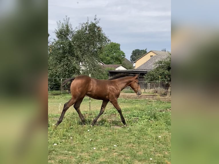 Appaloosa Stute Fohlen (04/2024) 155 cm Overo-alle-Farben in Pappenheim