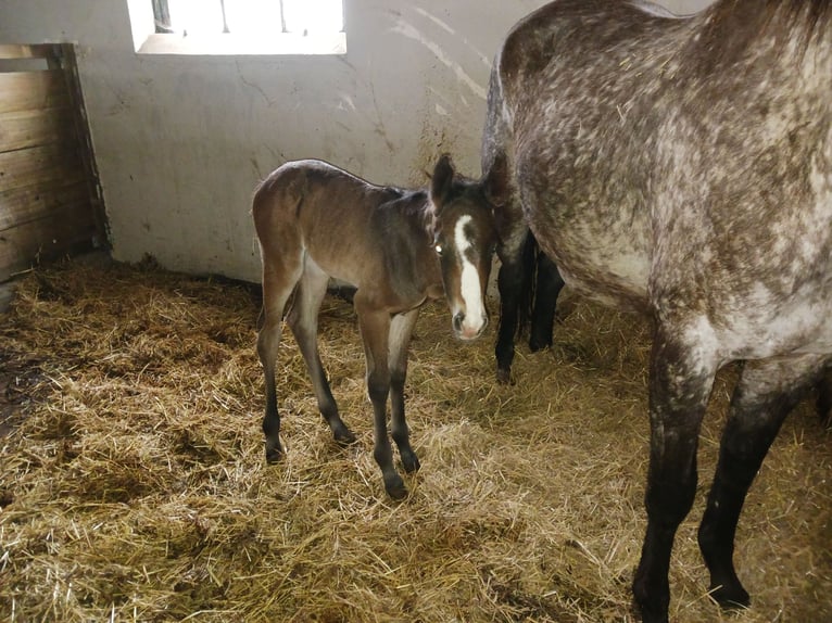 Appaloosa Stute Fohlen (04/2024) 155 cm Roan-Bay in Ljungarum