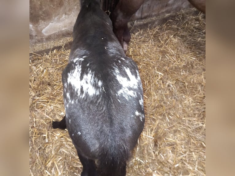 Appaloosa Stute  155 cm Schwarzbrauner in Stašov