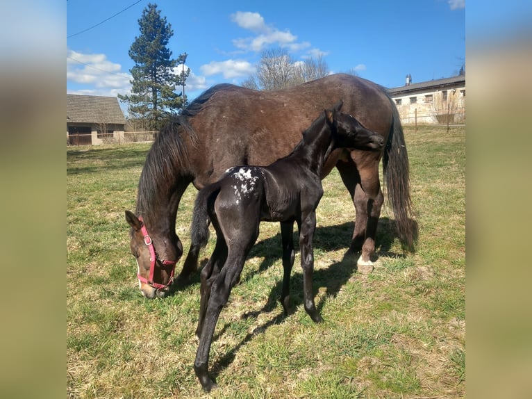 Appaloosa Stute  155 cm Schwarzbrauner in Stašov