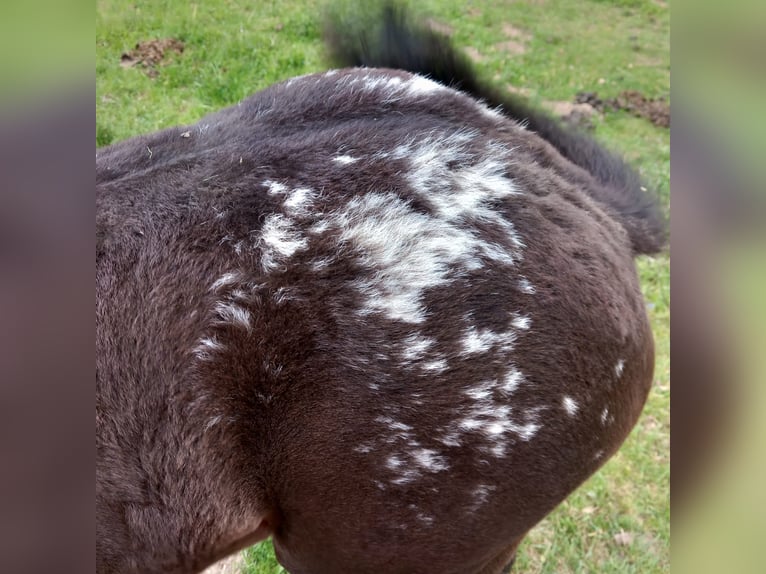 Appaloosa Stute  155 cm Schwarzbrauner in Stašov