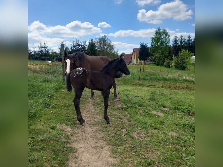 Appaloosa Stute  155 cm Schwarzbrauner in Stašov