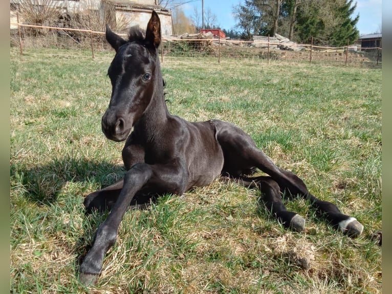 Appaloosa Stute  155 cm Schwarzbrauner in Stašov