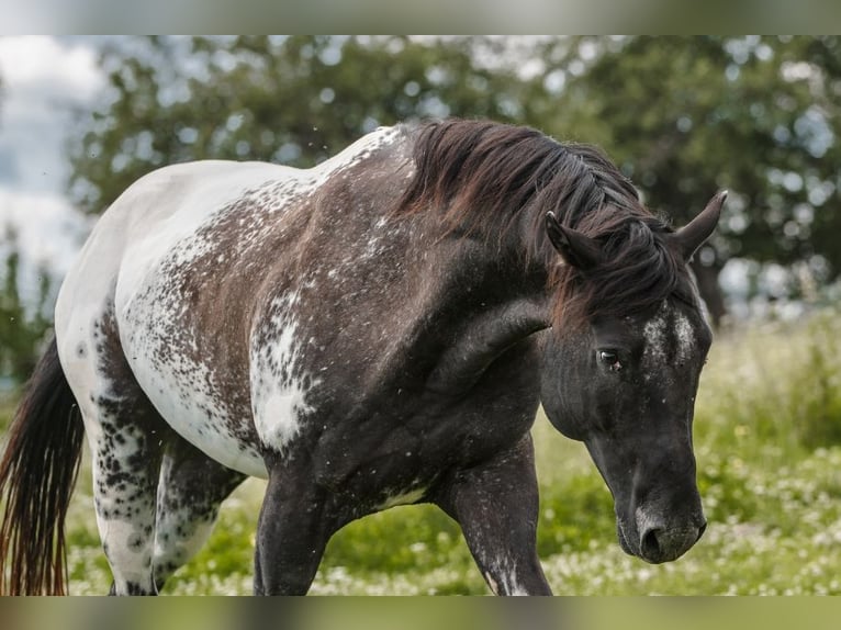 Appaloosa Stute  155 cm Schwarzbrauner in Stašov