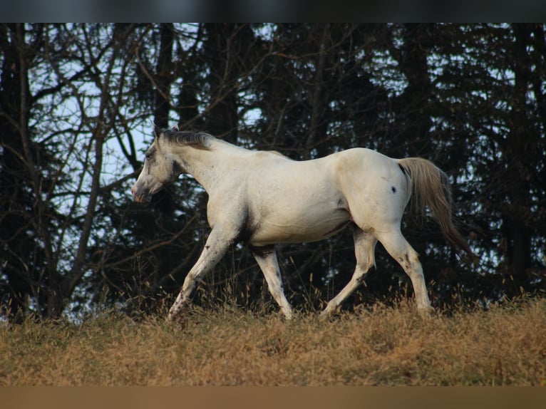 Appaloosa Stute Fohlen (05/2026) 155 cm Tigerschecke in Globoko