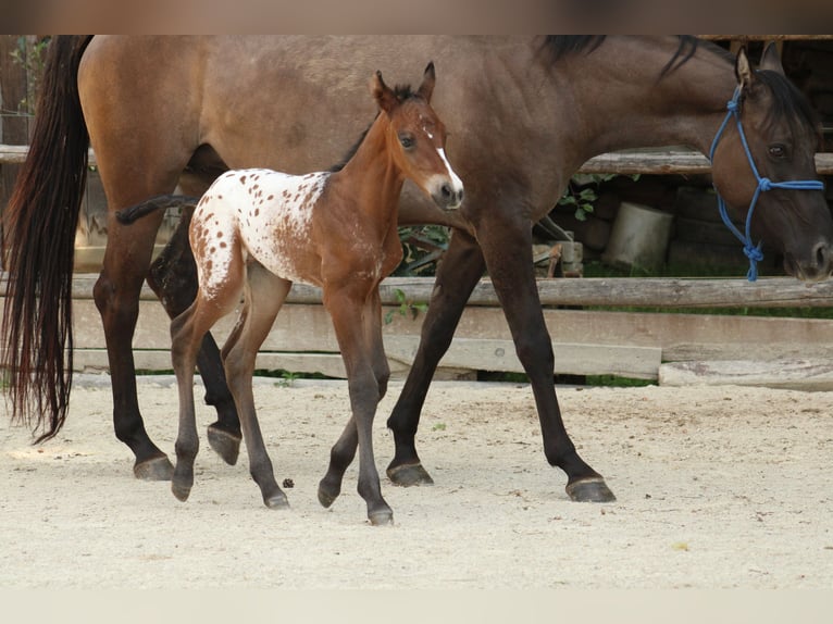 Appaloosa Stute Fohlen (05/2026) 155 cm Tigerschecke in Globoko