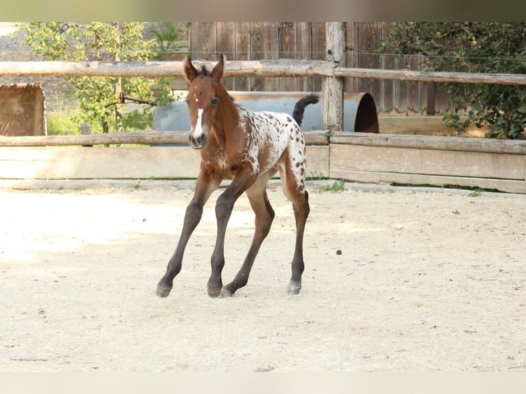 Appaloosa Stute Fohlen (05/2026) 155 cm Tigerschecke in Globoko