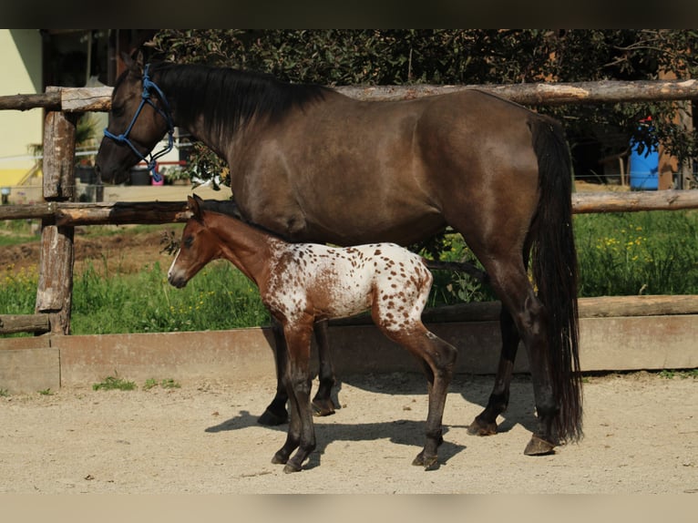 Appaloosa Stute Fohlen (05/2026) 155 cm Tigerschecke in Globoko