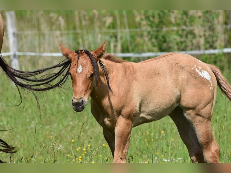 Appaloosa Stute Fohlen (04/2026) 155 cm  in Neuhausen/Spree