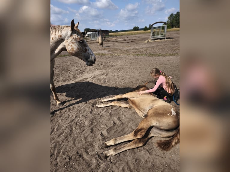 Appaloosa Stute Fohlen (04/2026) 155 cm  in Neuhausen/Spree