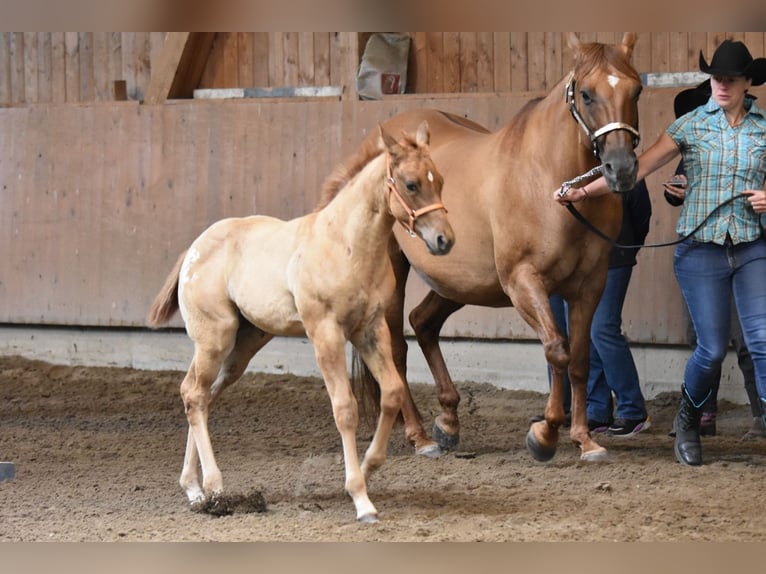 Appaloosa Stute Fohlen (04/2026) 155 cm  in Neuhausen/Spree