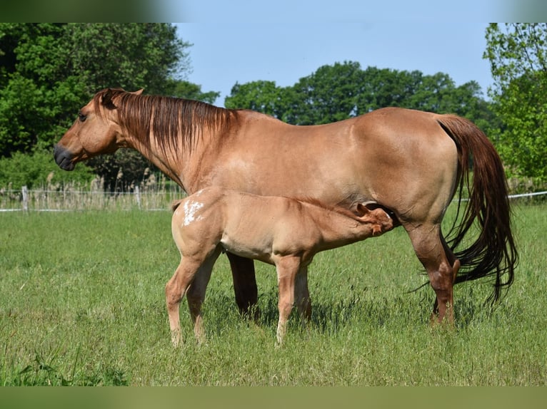Appaloosa Stute Fohlen (04/2026) 155 cm  in Neuhausen/Spree