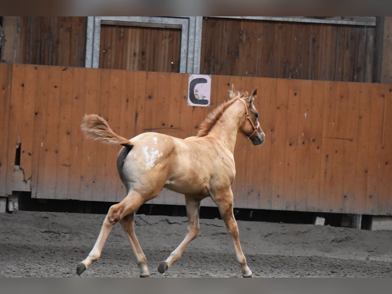 Appaloosa Stute Fohlen (04/2026) 155 cm  in Neuhausen/Spree