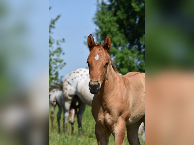 Appaloosa Stute Fohlen (04/2026) 155 cm  in Neuhausen/Spree