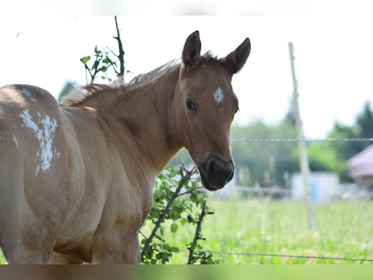 Appaloosa Stute Fohlen (04/2026) 155 cm  in Neuhausen/Spree