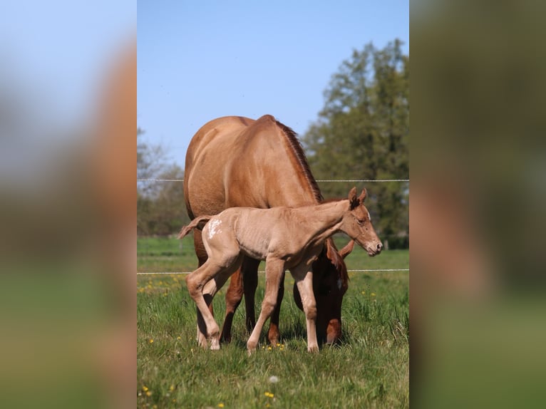 Appaloosa Stute Fohlen (04/2026) 155 cm  in Neuhausen/Spree