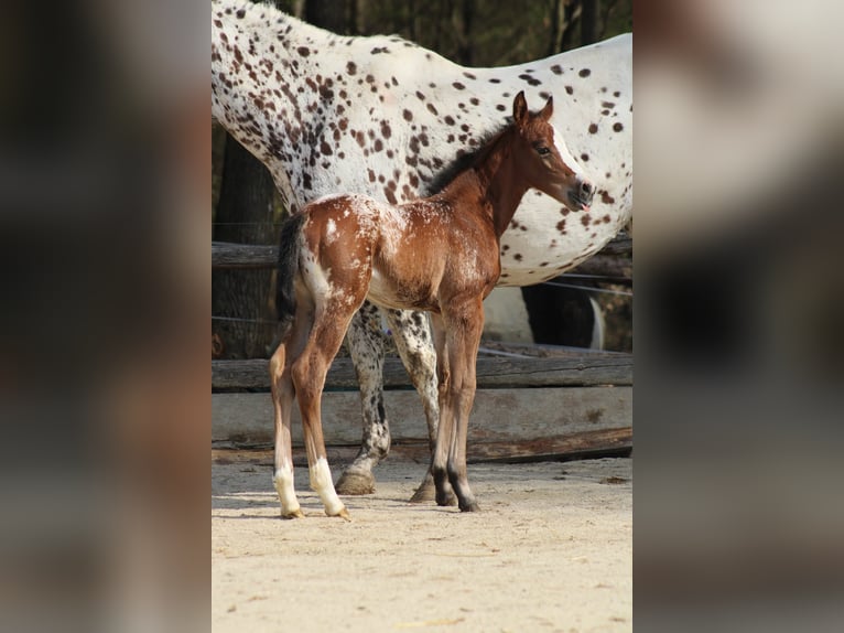 Appaloosa Stute Fohlen (03/2026) 157 cm Tigerschecke in Globoko