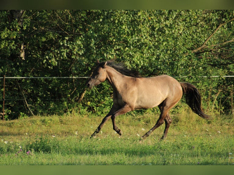 Appaloosa Stute Fohlen (01/2025) 158 cm Tigerschecke in Globoko