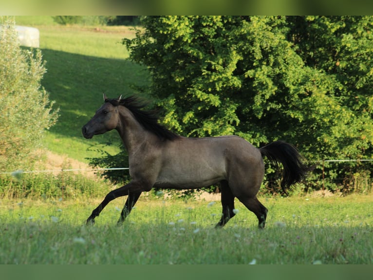 Appaloosa Stute Fohlen (01/2025) 158 cm Tigerschecke in Globoko