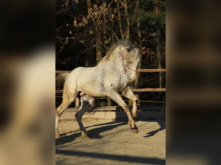Appaloosa Stute Fohlen (01/2025) 158 cm Tigerschecke in Globoko