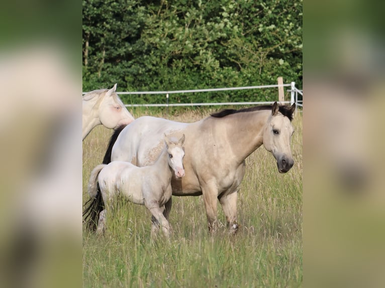 Appaloosa Stute Fohlen (05/2025) 159 cm Palomino in Alt Duvenstedt