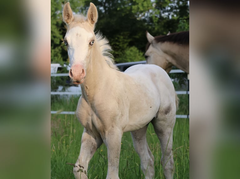 Appaloosa Stute Fohlen (05/2025) 159 cm Palomino in Alt Duvenstedt