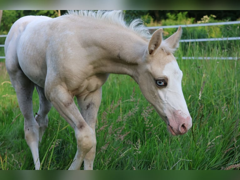 Appaloosa Stute Fohlen (05/2025) 159 cm Palomino in Alt Duvenstedt