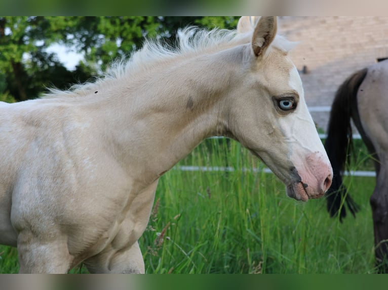 Appaloosa Stute Fohlen (05/2025) 159 cm Palomino in Alt Duvenstedt