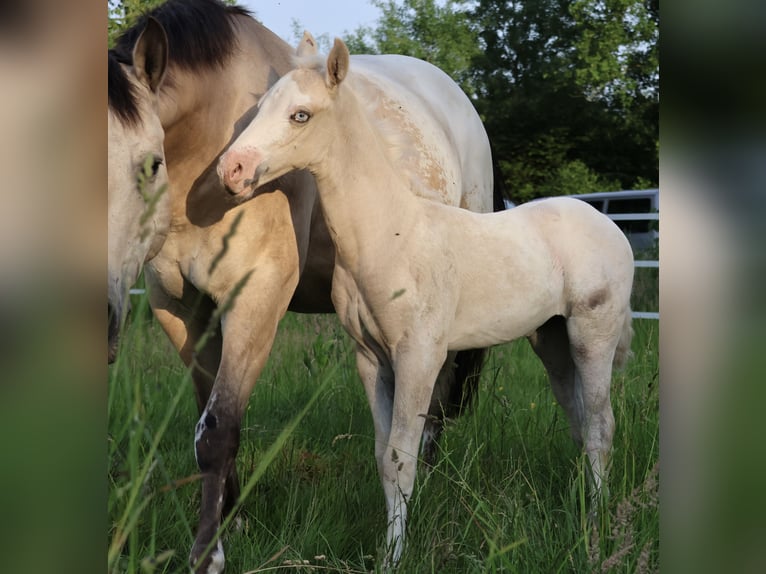 Appaloosa Stute Fohlen (05/2025) 159 cm Palomino in Alt Duvenstedt