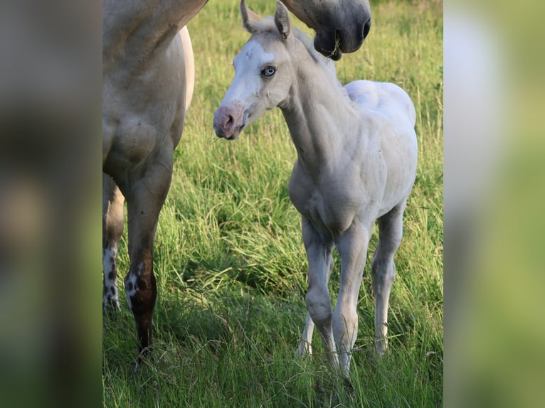 Appaloosa Stute Fohlen (05/2025) 159 cm Palomino in Alt Duvenstedt