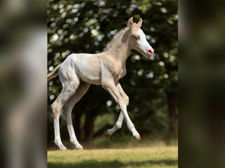 Appaloosa Stute Fohlen (05/2025) 159 cm Palomino in Alt Duvenstedt