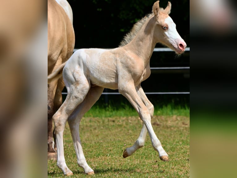 Appaloosa Stute  160 cm Palomino in Alt Duvenstedt