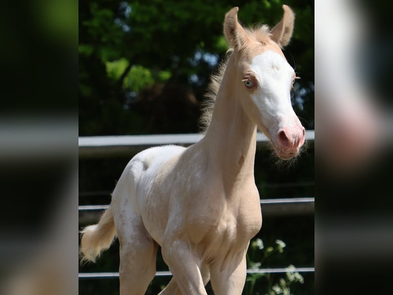 Appaloosa Stute  160 cm Palomino in Alt Duvenstedt