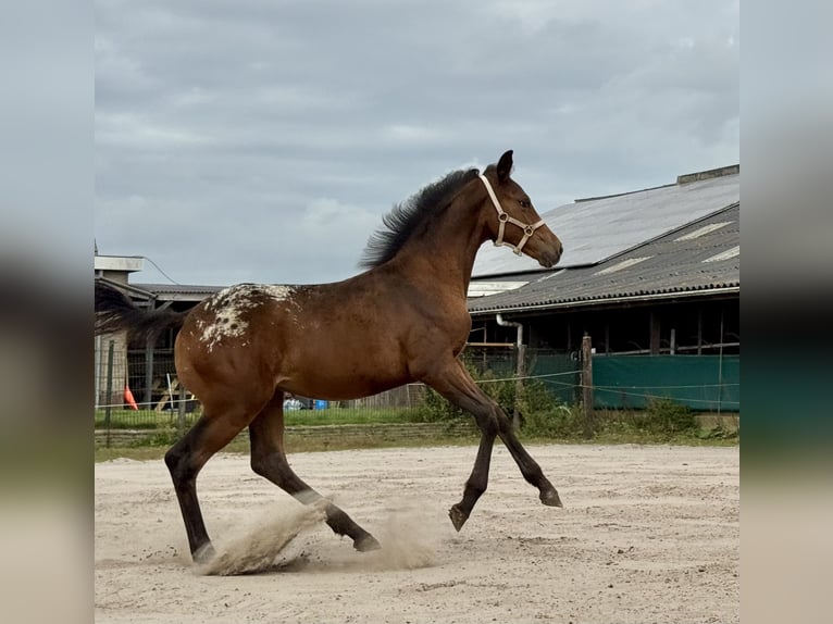 Appaloosa Stute Fohlen (04/2025) 160 cm Tigerschecke in Rinsumageast