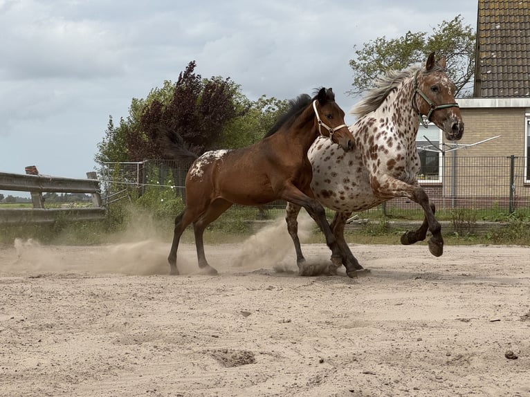 Appaloosa Stute Fohlen (04/2025) 160 cm Tigerschecke in Rinsumageast