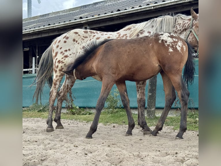 Appaloosa Stute Fohlen (04/2025) 160 cm Tigerschecke in Rinsumageast