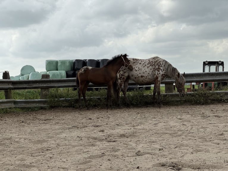 Appaloosa Stute Fohlen (04/2025) 160 cm Tigerschecke in Rinsumageast