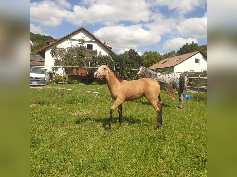 Appaloosa Stute Fohlen (04/2025) Buckskin in Dörzbach Appaloosa Stute Fohlen (04/2025) Buckskin in Dörzbach