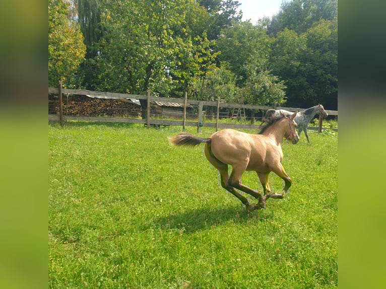 Appaloosa Stute Fohlen (04/2025) Buckskin in Dörzbach Appaloosa Stute Fohlen (04/2025) Buckskin in Dörzbach