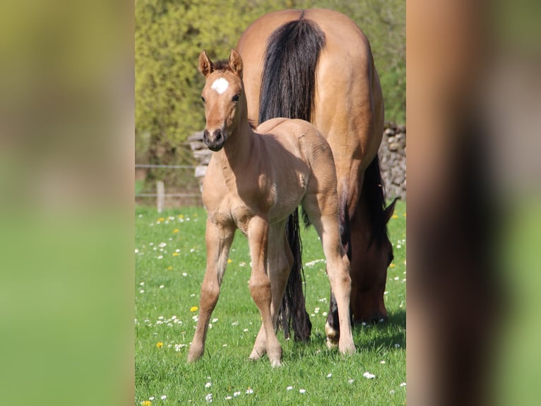 Appaloosa Stute Fohlen (03/2024) Dunalino in Oberbronn