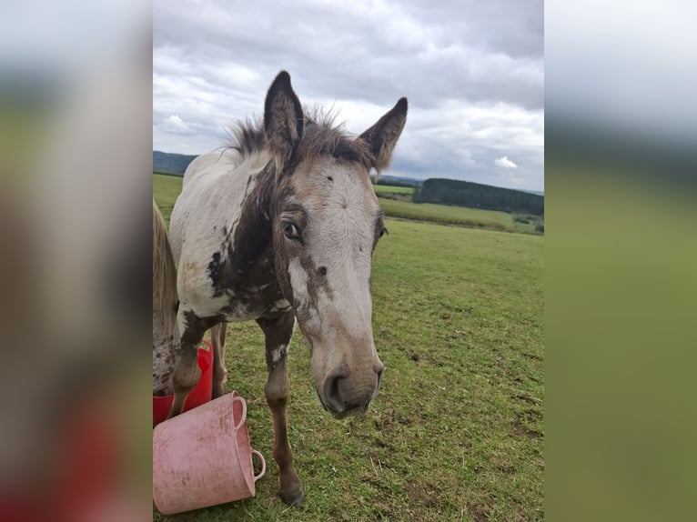 Appaloosa Mix Stute Fohlen (06/2025) Falbe in Ortho